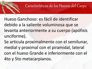 Características de los Huesos del CarpoHueso Ganchoso: es fácil de identificar debido a la saliente voluminosa que se levanta anteriormente a su cuerpo (apófisis unciforme). Se articula proximalmente con el semilunar, medial y proximal con el piramidal, lateral con el hueso Grande e inferiormente con el 4to y 5to metacarpianos.