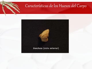 Características de los Huesos del Carpo