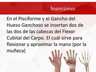 InsercionesEn el Pisciforme y el Gancho del Hueso Ganchoso se insertan dos de las dos de las cabezas del Flexor Cubital del Carpo. El cuál sirve para flexionar y aproximar la mano (por la muñeca)