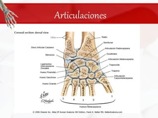 Articulaciones
