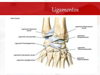 Ligamentos