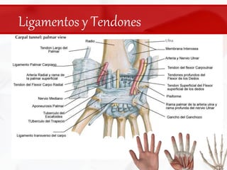 Ligamentos y Tendones