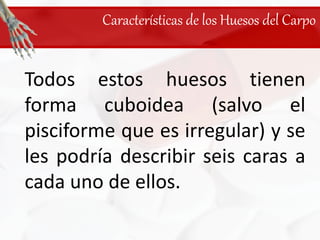 Características de los Huesos del CarpoTodos estos huesos tienen forma cuboidea (salvo el pisciforme que es irregular) y se les podría describir seis caras a cada uno de ellos.