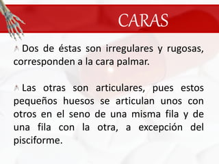 CARAS Dos de éstas son irregulares y rugosas, corresponden a la cara palmar.  Las otras son articulares, pues estos pequeños huesos se articulan unos con otros en el seno de una misma fila y de una fila con la otra, a excepción del pisciforme.