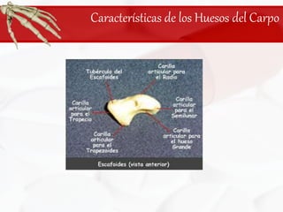 Características de los Huesos del Carpo