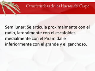 Características de los Huesos del CarpoSemilunar: Se articula proximalmente con el radio, lateralmente con el escafoides, medialmente con el Piramidal e inferiormente con el grande y el ganchoso.