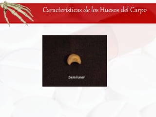 Características de los Huesos del Carpo