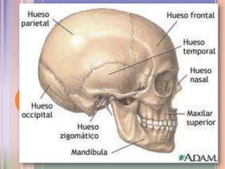Porción petrosa (en el feto es la parte interna de la porción petrosa y la porción timpánica)