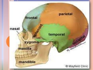 El hueso occipital es el hueso impar del cráneo que constituye el límite posterior de la cabeza y la mitad de su base. En él se pueden distinguir las siguientes porciones:Porción EscamosaPorción Condilar lateral izquierdaPorción Condilar lateral derechaPorción BasilarEstas partes se disponen entorno al agujero occipital o foramen magnum, donde se encuentra la parte inferior del bulbo raquídeo, vasos y nervios.