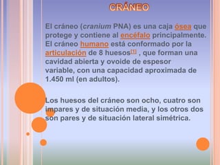 CRÁNEOEl cráneo (cranium PNA) es una caja ósea que protege y contiene al encéfalo principalmente. El cráneo humano está conformado por la articulación de 8 huesos[1] , que forman una cavidad abierta y ovoide de espesor variable, con una capacidad aproximada de 1.450 ml (en adultos).Los huesos del cráneo son ocho, cuatro son impares y de situación media, y los otros dos son pares y de situación lateral simétrica.