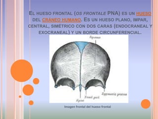 El hueso frontal (os frontale PNA) es un hueso del cráneo humano. Es un hueso plano, impar, central, simétrico con dos caras (endocraneal y exocraneal) y un borde circunferencial.Imagen frontal del hueso frontal