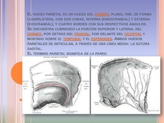 El hueso parietal es un hueso del cráneo, plano, par, de forma cuadrilátera, con dos caras, interna (endocraneal) y externa (exocraneal), y cuatro bordes con sus respectivos ángulos.Se encuentra cubriendo la porción superior y lateral del cráneo, por detrás del frontal, por delante del occipital y montado sobre el temporal y el esfenoides. Ambos huesos parietales se articulan, a través de una línea media: la sutura sagital.El término parietal significa de la pared.