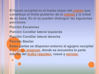 Porción PetrosaEn el adulto estas tres porciones se unen mediante una sinostosis para formar un hueso único. Estas tres piezas, al soldarse unas con otras, en su desarrollo, originan una serie de suturas más o menos visibles y permanentes. Debido a esta fusión sólo la concha conserva casi los mismos limites primitivos, las otras dos porciones cambian su disposición primordial, quedando de la siguiente manera:Porción escamosa