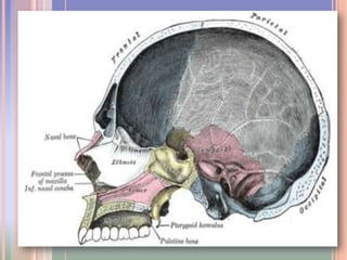 Porción mastoidea(en el feto es la parte externa de la porción petrosa)