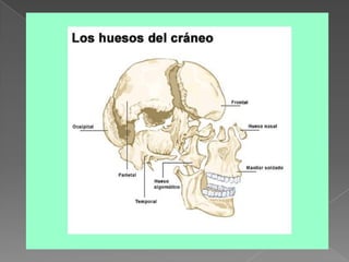Huesos del craneo