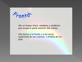 Huesos del craneo