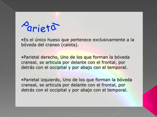 Huesos del craneo