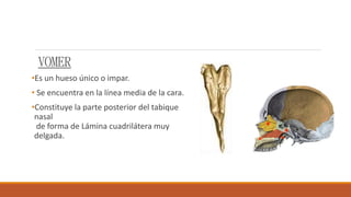VOMER
•Es un hueso único o impar.
• Se encuentra en la línea media de la cara.
•Constituye la parte posterior del tabique
nasal
de forma de Lámina cuadrilátera muy
delgada.
 