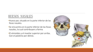 HUESOS NASALES
•Hueso par, situado en la parte inferior de las
fosas nasales.
•Se encuentra en la parte inferior de las fosas
nasales, la cual contribuyen a forma
•El etmoides y el maxilar superior por arriba.
Con el palatino por detrás.
 