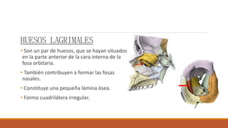 HUESOS LAGRIMALES
• Son un par de huesos, que se hayan situados
en la parte anterior de la cara interna de la
fosa orbitaria.
• También contribuyen a formar las fosas
nasales.
• Constituye una pequeña lámina ósea.
• Forma cuadrilátera irregular.
 