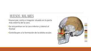 HUESOS MALARES
•Hueso par, corto e irregular situado en la parte
más externa de la cara.
•Se encuentran en la cara inferior y lateral al
frontal
•Contribuyen a la formación de la órbita ocular.
 