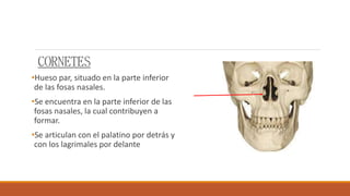 CORNETES
•Hueso par, situado en la parte inferior
de las fosas nasales.
•Se encuentra en la parte inferior de las
fosas nasales, la cual contribuyen a
formar.
•Se articulan con el palatino por detrás y
con los lagrimales por delante
 
