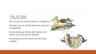 PALATINOS
•Son un par de huesos cortos e irregulares
•Ocupan uno en el lado derecho y otro en
el izquierdo
•Se localizan por detrás del maxilar con
quien se articula hacia delante
•Contribuye a la formación de las fosas
nasales
 