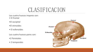 CLASIFICACION
Los cuatro huesos impares son:
• El frontal
•El occipital
•El etmoides
• El esfenoides
Los cuatro huesos pares son:
•2 Parietales
• 2 temporales
 