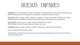 HUESOS IMPARES
FRONTAL: Es un hueso plano y único. Se localiza en la parte anterior del cráneo conocida como
frente. Interviene en la formación de las órbitas oculares formando su techo.
OCCIPITAL: Hueso impar, medio, simétrico, situado en la parte posterior e inferior del cráneo.
Presenta forma romboidal. Se localiza detrás del hueso esfenoides y de los parietales.
ESFENOIDES: Hueso impar y medio central. Distinguiremos de él:
•Un cuerpo: tiene forma cubo idea y presenta seis caras
ETMOIDES: Hueso impar, medio y simétrico. Situado por delante del esfenoides.
•Se encuentra en la base del cráneo.
•Contribuye a la formación de su piso y al mismo tiempo contribuye en la formación de otras
estructuras de la cara.
 