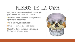 HUESOS DE LA CARA
CARA: Es un conglomerado óseo, situado en la
parte inferior y anterior de la cabeza.
Contiene en sus cavidades la mayoría de los
aparatos de los sentidos.
En la cara hay catorce huesos.
Doce son formados por seis pares.
Los otros dos son impares o únicos y se
localizan en la línea media.
 