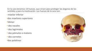 En la cara tenemos 14 huesos, que sirven para proteger los órganos de los
sentidos y para la masticación. Los huesos de la cara son:
• maxilar inferior
•dos maxilares superiores
•Vómer
• dos nasales
• dos lagrimales
• dos pómulos o malares
• dos cornetes
•dos palatinos
 