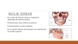 MAXILAR SUPERIOR
•Es un par de huesos cortos e irregulares.
Aplanado de adentro afuera.
•Presenta dos caras interna y externa.
•Cuatro bordes y cuatro ángulos.
•En su borde inferior da inserción a los dientes de
la arcada superior.
 