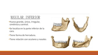 MAXILAR INFERIOR
•Hueso grande, único, irregular,
simétrico y central.
•Se localiza en la parte inferior de la
cara.
•Tiene forma de herradura.
•Tiene relación con oculares y nasales
 