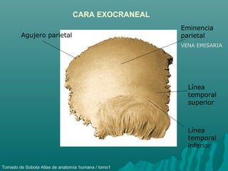 Huesos del craneo 2 | PPT
