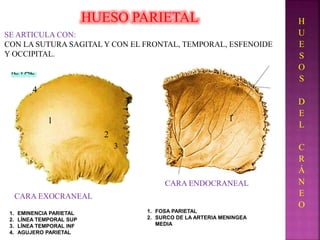 Huesos del craneo | PPTX