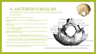 HUESOS DEL CRANEO.pptx