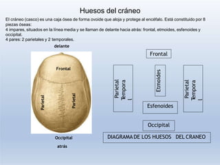 1 ANATOMÍA HUMANA, HUESOS DEL CRANEO.pptx