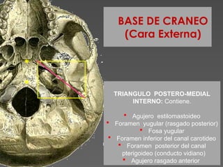 Formane Rasgado huesos del craneoexpocicioncompleta.pptx