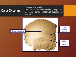 HUESOS DE LA CABEZA . ANATOMIA GENERAL I | PDF