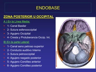 ENDOBASE 
ZONA POSTERIOR U OCCIPITAL 
A ) En la Línea Media: 
 1- Canal Basilar 
 2- Sutura esfenooccipital 
 3- Agujero Occipital 
 4- Cresta y Protuberancia Occip. Int. 
B) En la parte Lateral: 
 1- Canal seno petroso superior 
 2- Conducto auditivo Interno 
 3- Sutura petrooccipital 
 4- Agujero rasgado posterior 
 5- Agujero Condíleo anterior 
 6- Agujero Condileo posterior 
 