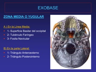 EXOBASE 
ZONA MEDIA O YUGULAR 
A ) En la Línea Media: 
 1- Superficie Basilar del occipital 
 2- Tubérculo Faríngeo 
 3- Fosita Navicular 
B) En la parte Lateral: 
 1- Triángulo Anteroexterno 
 2- Triángulo Posterointerno 
 