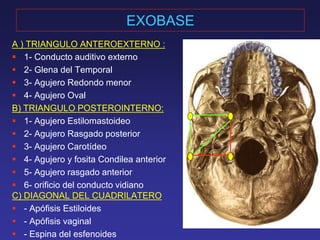 EXOBASE 
A ) TRIANGULO ANTEROEXTERNO : 
 1- Conducto auditivo externo 
 2- Glena del Temporal 
 3- Agujero Redondo menor 
 4- Agujero Oval 
B) TRIANGULO POSTEROINTERNO: 
 1- Agujero Estilomastoideo 
 2- Agujero Rasgado posterior 
 3- Agujero Carotídeo 
 4- Agujero y fosita Condilea anterior 
 5- Agujero rasgado anterior 
 6- orificio del conducto vidiano 
C) DIAGONAL DEL CUADRILATERO 
 - Apófisis Estiloides 
 - Apófisis vaginal 
 - Espina del esfenoides 
 