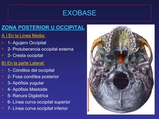 EXOBASE 
ZONA POSTERIOR U OCCIPITAL 
A ) En la Línea Media: 
 1- Agujero Occipital 
 2- Protuberancia occipital externa 
 3- Cresta occipital 
B) En la parte Lateral: 
 1- Cóndilos del occipital 
 2- Fosa condílea posterior 
 3- Apófisis yugular 
 4- Apófisis Mastoide 
 5- Ranura Digástrica 
 6- Línea curva occipital superior 
 7- Línea curva occipital inferior 
 