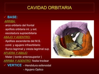 CAVIDAD ORBITARIA 
 BASE: 
ARRIBA: 
- arco orbitario del frontal 
- apófisis orbitaria int. y ext. 
- escotadura supraorbitaria 
ABAJO Y ADENTRO: 
- Apófisis ascendente del M.S. 
- cond. y agujero infraorbitario 
- Surco lagrimal y cresta lagrimal sup. 
AFUERA Y ABAJO 
- Malar ( borde anterosuperior ) 
ARRIBA Y ADENTRO :fosita troclear 
 VERTICE - Hendidura esfenoidal 
- Agujero Optico 
 