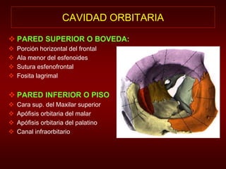 CAVIDAD ORBITARIA 
 PARED SUPERIOR O BOVEDA: 
 Porción horizontal del frontal 
 Ala menor del esfenoides 
 Sutura esfenofrontal 
 Fosita lagrimal 
 PARED INFERIOR O PISO 
 Cara sup. del Maxilar superior 
 Apófisis orbitaria del malar 
 Apófisis orbitaria del palatino 
 Canal infraorbitario 
 