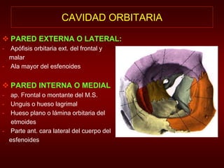 CAVIDAD ORBITARIA 
 PARED EXTERNA O LATERAL: 
- Apófisis orbitaria ext. del frontal y 
malar 
- Ala mayor del esfenoides 
 PARED INTERNA O MEDIAL 
- ap. Frontal o montante del M.S. 
- Unguis o hueso lagrimal 
- Hueso plano o lámina orbitaria del 
etmoides 
- Parte ant. cara lateral del cuerpo del 
esfenoides 
 