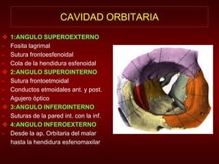 CAVIDAD ORBITARIA 
 1:ANGULO SUPEROEXTERNO 
- Fosita lagrimal 
- Sutura frontoesfenoidal 
- Cola de la hendidura esfenoidal 
 2:ANGULO SUPEROINTERNO 
- Sutura frontoetmoidal 
- Conductos etmoidales ant. y post. 
- Agujero óptico 
 3:ANGULO INFEROINTERNO 
- Suturas de la pared int. con la inf. 
 4:ANGULO INFEROEXTERNO 
- Desde la ap. Orbitaria del malar 
hasta la hendidura esfenomaxilar 
 
