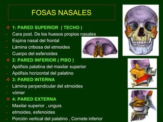 FOSAS NASALES 
 1: PARED SUPERIOR ( TECHO ) 
- Cara post. De los huesos propios nasales 
- Espina nasal del frontal 
- Lámina cribosa del etmoides 
- Cuerpo del esfenoides 
 2: PARED INFERIOR ( PISO ) 
- Apófisis palatina del maxilar superior 
- Apófisis horizontal del palatino 
 3: PARED INTERNA 
- Lámina perpendicular del etmoides 
- vómer 
 4: PARED EXTERNA 
- Maxilar superior , unguis 
- etmoides, esfenoides 
- Porción vertical del palatino , Cornete inferior 
 