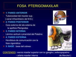 FOSA PTERIGOMAXILAR 
 1: PARED ANTERIOR 
- Tuberosidad del maxilar sup. 
( canal infraorbitario del M.S.) 
 2: PARED POSTERIOR 
- Cara externa del ala externa de 
la apófisis Pterigoides 
 3: PARED INTERNA 
- Lámina vertical o piramidal del Palatino 
 4: PARED EXTERNA 
- Hendidura de comunicación con la 
fosa cigomática 
 5: BASE : base del cráneo 
CONTENIDO: -nervio maxilar superior con su ganglio ( esfenopapatino 
- arteria maxilar interna de Merckel ) 
 
