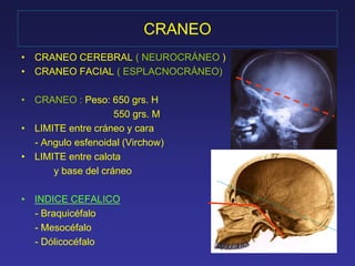 CRANEO 
• CRANEO CEREBRAL ( NEUROCRÁNEO ) 
• CRANEO FACIAL ( ESPLACNOCRÁNEO) 
• CRANEO : Peso: 650 grs. H 
550 grs. M 
• LIMITE entre cráneo y cara 
- Angulo esfenoidal (Virchow) 
• LIMITE entre calota 
y base del cráneo 
• INDICE CEFALICO 
- Braquicéfalo 
- Mesocéfalo 
- Dólicocéfalo 
 